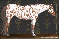 Horse Color:Bay Appaloosa 