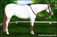 Horse Color:Chestnut Appaloosa 