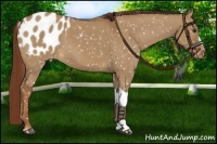 Horse Color:Red Dun Appaloosa 