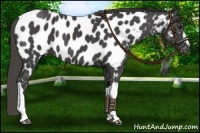 Horse Color:Smoky Black Near Leopard 
