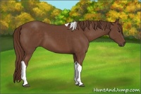 Horse Color:Chestnut Tobiano