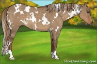Horse Color:White Spotted Liver Red Dun Rabicano 