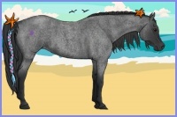 Horse Color:Blue Roan 