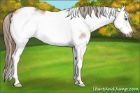 Horse Color:White Spotted Red Dun Splash Frame Rabicano 