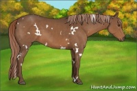 Horse Color:White Spotted Liver Chestnut
