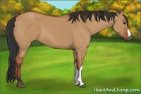 Horse Color:Bay Dun