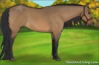Horse Color:Bay Dun