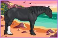 Horse Color:Black 