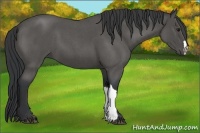 Horse Color:Blue Roan 