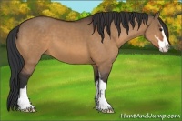 Horse Color:Bay Dun Sabino
