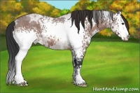 Horse Color:White Spotted Bay Ice Roan 
