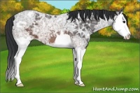 Horse Color:Brown Ice Roan Splash 