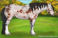 Horse Color:Brown Ice Roan 