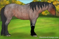 Horse Color:Brown Roan 