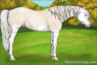 Horse Color:Gold Cream Champagne Pearl Splash 