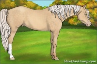 Horse Color:Silver Sable Cream Champagne 