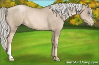 Horse Color:Chocolate Palomino Pearl