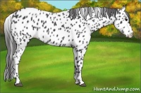 Horse Color:Black Appaloosa