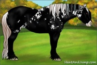 Horse Color:Chestnut Sabino Splash Appaloosa Rabicano