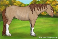 Horse Color:Red Dun Rabicano 