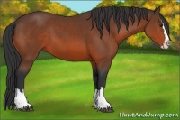 Horse Color:Bay Sabino Splash