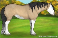Horse Color:Bay Dun Splash 