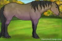 Horse Color:Buckskin Dun 