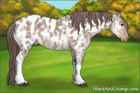 Horse Color:Brown Ice Dun Appaloosa 