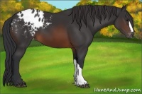 Horse Color:Brown Appaloosa 
