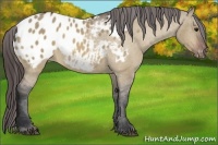 Horse Color:Brown Dun Appaloosa 