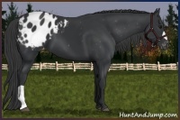 Horse Color:Black Appaloosa 
