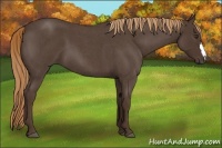 Horse Color:Liver Red Roan 