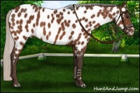 Horse Color:Silver Brown Appaloosa 