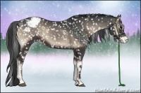 Horse Color:Blue Onyx Sabino Appaloosa