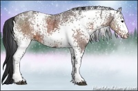 Horse Color:White Spotted Brown Ice