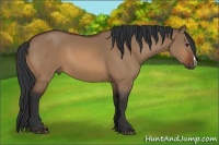 Horse Color:Bay Dun