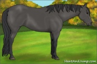 Horse Color:Black 