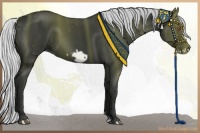 Horse Color:Silver Black Chinchilla Frame 