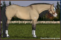 Horse Color:Bay Dun Splash 