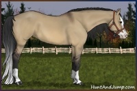 Horse Color:Bay Dun Splash 