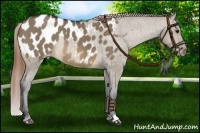 Horse Color:Buckskin Dun Blanket Rabicano 