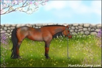 Horse Color:Brown Sabino Rabicano and Bay Sabino Rabicano