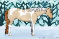 Horse Color:Red Dun Roan Tobiano 