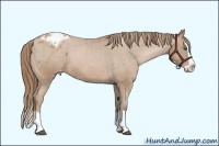 Horse Color:Black Pearl Splash Appaloosa 