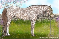 Horse Color:Chestnut Appaloosa