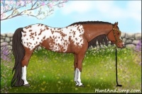 Horse Color:Bay Appaloosa 