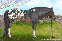 Horse Color:Brown Appaloosa 