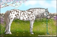 Horse Color:Buckskin Appaloosa