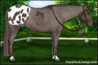 Horse Color:Liver Chestnut Varnish Rabicano 