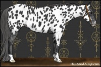 Horse Color:Black Near Leopard 